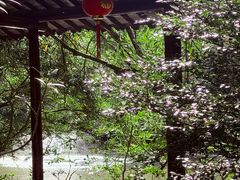 -上海醉白池公园