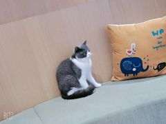 -CAT’S MEWSTAR CAFE·喵星球猫屋(晴湾咖啡店)