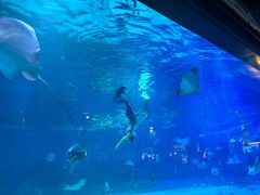 -烟台海昌鲸鲨海洋公园