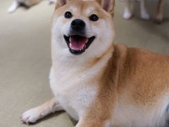 -逗柴咖啡屋·狗咖猫咖宠物桌游