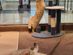 -大型宠物商超·宠海王国·宠物猫狗活体·用品·美容(新世界百货重庆店)