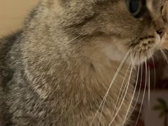 -伟伟宠物医院·瑞派猫友好医院·猫科(光谷店)