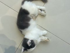 -怪兽屋·羊驼·猫咖·狗咖(俊华广场店)