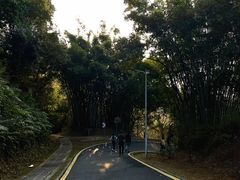 -黄埔油麻山森林公园
