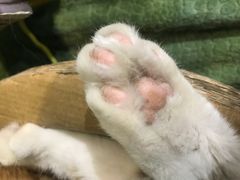 -小时光咖啡馆(开森度假森林店)