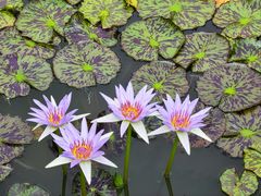 -国家植物园南园