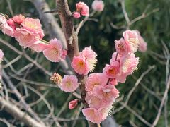 -莫愁湖公园