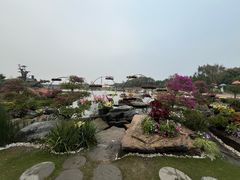 -荷兰花海