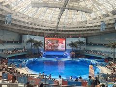 -海合安成都极地海洋公园