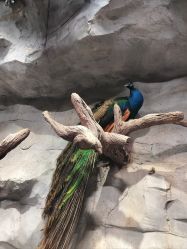 -Zoolung Zoolung动物主题公园(海信广场店)