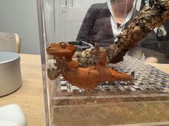 -酷以爬仙阁实体爬宠店·守宫·蜥蜴·专业繁育