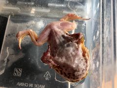 -大自然花鸟鱼虫市场