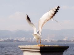 -海埂大坝