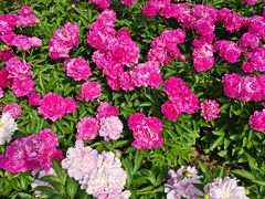 -洛阳市隋唐城遗址植物园