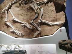 -国家自然博物馆