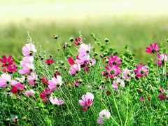 IMG_9650-木兰围场