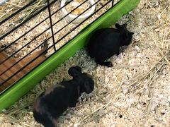 -酷以爬仙阁实体爬宠店·守宫·蜥蜴·专业繁育