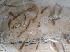 野生泥猛，来到本地一定要试，绝对正……-浪琴湾尾角仔海鲜坊