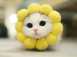 -禾美嘉医疗美容