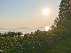 -西京湾花海
