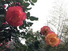 -东湖落雁景区