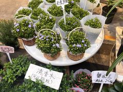 -三圣花乡旅游区