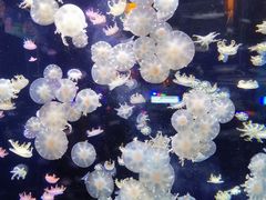 -太平洋海底世界