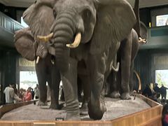 -美国自然历史博物馆