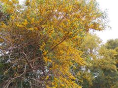 -梧桐山风景名胜区