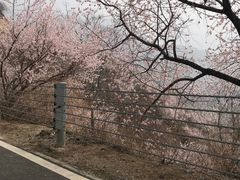 -妙峰山风景名胜区