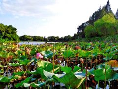 -上海市保健医疗中心