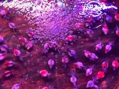 -中环花鸟鱼虫市场