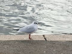 -海德公园