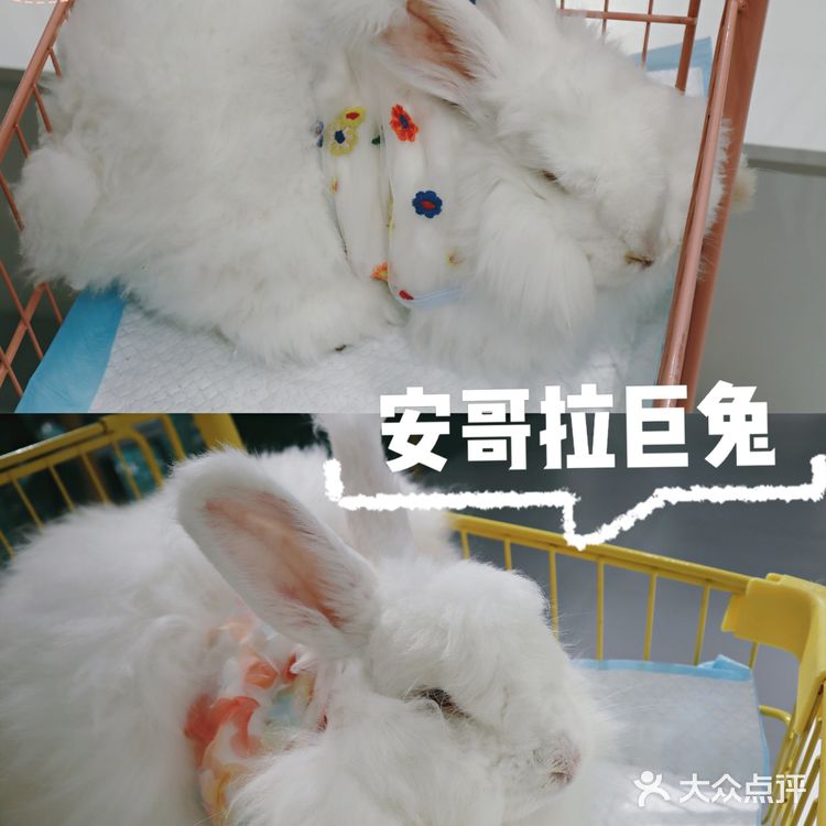 武汉撸兔|遇见萌宠江汉路探店