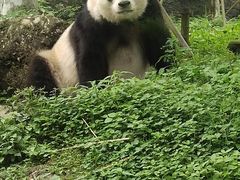 -都江堰中华大熊猫苑
