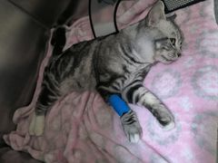 -瑞派康怡24h宠物医院·犬猫医疗中心·微创绝育(瑞景分院)