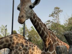 -清迈夜间动物园