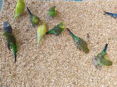 -怪兽屋·羊驼·猫咖·狗咖(俊华广场店)