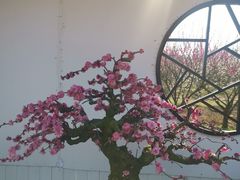-香雪海