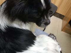 -瑞鹏宠物医院·猫科·宠保定点(梅溪湖分院)
