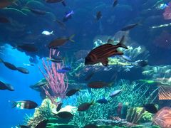 -迪拜帆船酒店海底餐厅