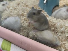 -钓仓鼠(洋桥北里小区店)