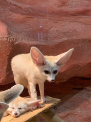 -Zoolung Zoolung动物主题公园(海信广场店)