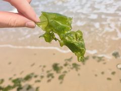 -日照海滨国家森林公园