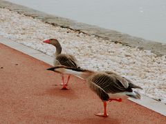 -南大港湿地风景区