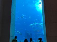 -迪拜水族馆及水下动物园