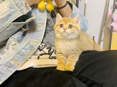 -欣宠猫屋·矮脚拿破仑·蓝金金渐层