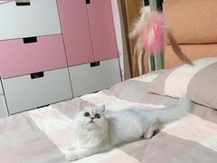 -纳吉亚猫专科动物诊疗中心(蒋宅口分院)