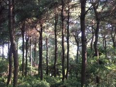 -铁山坪森林公园