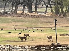 -北京麋鹿生态实验中心